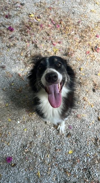 Mila, Una Border Collie Da Adottare